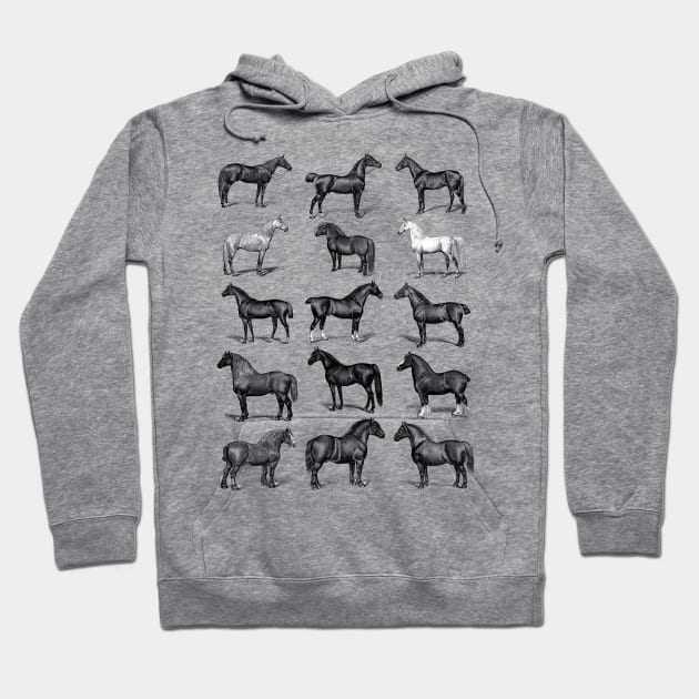 Vintage Horse Breed Chart Hoodie by HorseGirlRescue